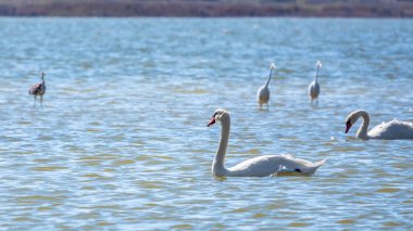 Zarif su kuşları, beyaz kuğu ve gölde yüzen beyaz ve gri balıkçıllar. Dilsiz kuğu, Lat. Cygnus olor ve Small White Heron, lat. Egretta garzetta