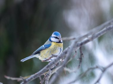 Cute bird, Eurasian blue tit, songbird sitting on a branch without leaves in the autumn or winter. The Eurasian blue tit, lat. Cyanistes caeruleus