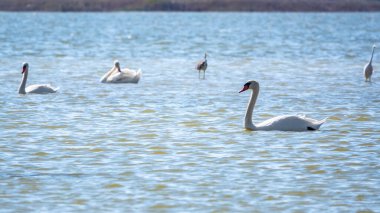 Zarif su kuşları, beyaz kuğu ve gölde yüzen beyaz ve gri balıkçıllar. Dilsiz kuğu, Lat. Cygnus olor ve Small White Heron, lat. Egretta garzetta