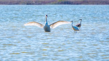 Zarif su kuşları, beyaz kuğu ve gölde yüzen beyaz ve gri balıkçıllar. Dilsiz kuğu, Lat. Cygnus olor ve Small White Heron, lat. Egretta garzetta