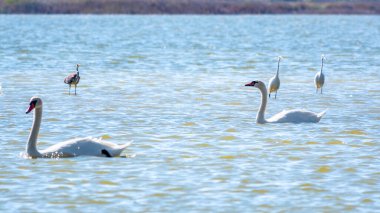 Zarif su kuşları, beyaz kuğu ve gölde yüzen beyaz ve gri balıkçıllar. Dilsiz kuğu, Lat. Cygnus olor ve Small White Heron, lat. Egretta garzetta