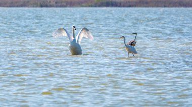 Zarif su kuşları, beyaz kuğu ve gölde yüzen beyaz ve gri balıkçıllar. Dilsiz kuğu, Lat. Cygnus olor ve Small White Heron, lat. Egretta garzetta