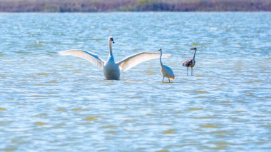 Zarif su kuşları, beyaz kuğu ve gölde yüzen beyaz ve gri balıkçıllar. Dilsiz kuğu, Lat. Cygnus olor ve Small White Heron, lat. Egretta garzetta