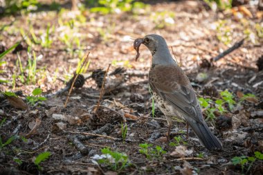 Fieldfare bahar çimlerinde solucan toplar. Fieldfare, Turdus pilaris. Gagası solucan dolu bir kuş. Yiyecek toplayan ebeveyn hayvanlara yakın çekim.