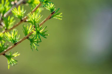 Gün batımında taze yaprakları olan yeşil çalılar. Arkaplan ilkbahar resmi.