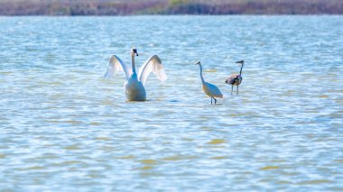 Zarif su kuşları, beyaz kuğu ve gölde yüzen beyaz ve gri balıkçıllar. Dilsiz kuğu, Lat. Cygnus olor ve Small White Heron, lat. Egretta garzetta