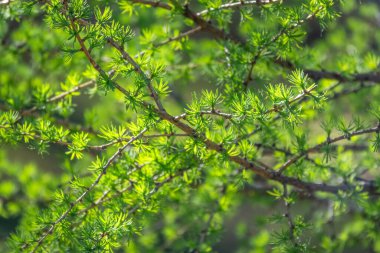 Gün batımında taze yaprakları olan yeşil çalılar. Arkaplan ilkbahar resmi.