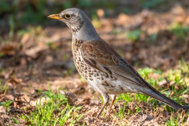 Baharda çimenlikte çim biçmek. Fieldfare, Turdus pilaris. Yiyecek toplayan ebeveyn hayvanlara yakın çekim.