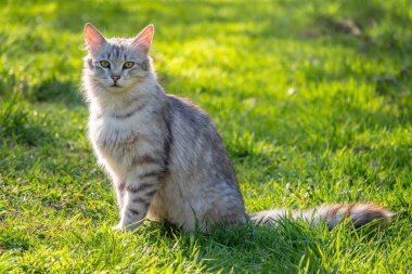 Güzel, tüylü, gri bir kedi gün batımında yeşil bir çimenlikte oturuyor. Yeşil çimlerin arka planında başıboş kedi grisi rengi. Evsiz hayvanlar.