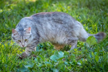 Güzel pofuduk gri bir kedi gün batımında yeşil bir çimenlikte yürüyor. Yeşil çimlerin arka planında başıboş kedi grisi rengi. Evsiz hayvanlar.
