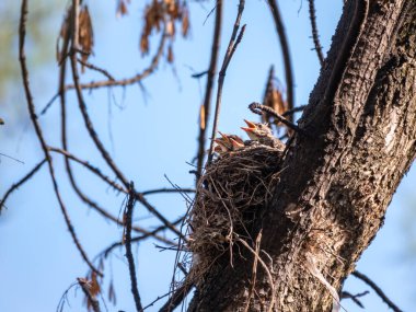 Beş Ardıç Kuşunun sahası, Turdus Pilaris, bir yuvada. Tarla civcivleri vahşi doğada.