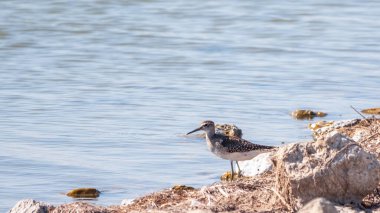 Su kuşu Wood Sandpiper gölün kıyısında duruyor. Çulluk küçük bir balıkçı teknesidir. Çulluk, Çulluk, Latince adı Tringa Glareola