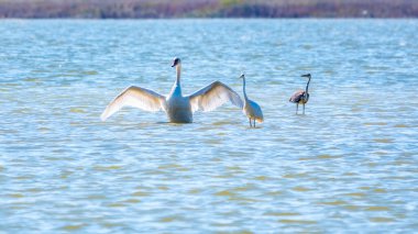 Zarif su kuşları, beyaz kuğu ve gölde yüzen beyaz ve gri balıkçıllar. Dilsiz kuğu, Lat. Cygnus olor ve Small White Heron, lat. Egretta garzetta
