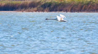Gölden havalandıktan hemen sonra uçan dilsiz bir kuğu. Dilsiz kuğu, Latince adı Cygnus olor.