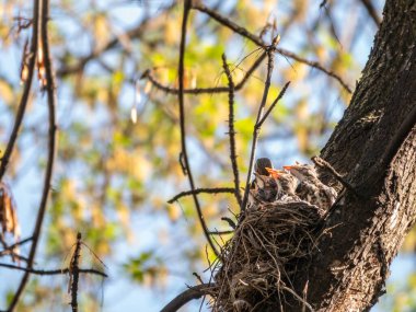Turdus Pilaris, civcivlerle dolu bir yuvada. Vahşi doğadaki civcivlerle dolu bir alan..