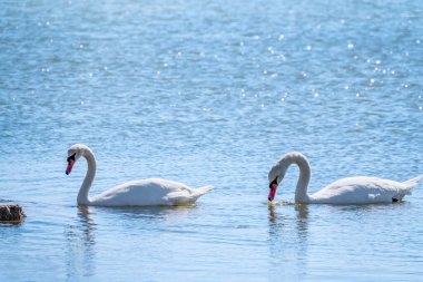 Gölde yüzen iki zarif beyaz kuğu, kıyıya yakın vahşi doğada kuğular. Dilsiz kuğu, Latince adı Cygnus olor.