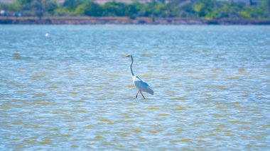 Beyaz balıkçıl gölde duruyor. Küçük balıkçıl, latin. Egretta Garzetta, sığ sulardaki balıklara bakıyor.