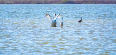 Zarif su kuşları, beyaz kuğu ve gölde yüzen beyaz ve gri balıkçıllar. Dilsiz kuğu, Lat. Cygnus olor ve Small White Heron, lat. Egretta garzetta