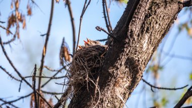 Beş Ardıç Kuşunun sahası, Turdus Pilaris, bir yuvada. Tarla civcivleri vahşi doğada.