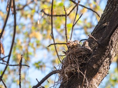 Ardıç Kuşunun yavruları, Turdus Pilaris, bir yuvada. Tarla civcivleri vahşi doğada.