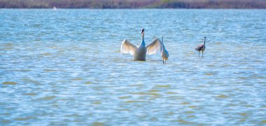 Zarif su kuşları, beyaz kuğu ve gölde yüzen beyaz ve gri balıkçıllar. Dilsiz kuğu, Lat. Cygnus olor ve Small White Heron, lat. Egretta garzetta