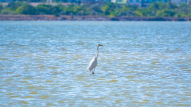 Beyaz balıkçıl gölde duruyor. Küçük balıkçıl, latin. Egretta Garzetta, sığ sulardaki balıklara bakıyor.