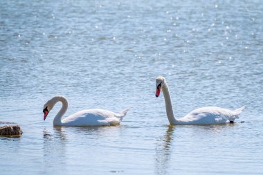 Gölde yüzen iki zarif beyaz kuğu, kıyıya yakın vahşi doğada kuğular. Dilsiz kuğu, Latince adı Cygnus olor.