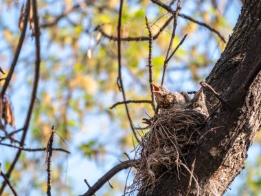 Beş Ardıç Kuşunun sahası, Turdus Pilaris, bir yuvada. Tarla civcivleri vahşi doğada.