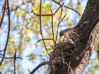 Turdus Pilaris, civcivlerle dolu bir yuvada. Vahşi doğadaki civcivlerle dolu bir alan..