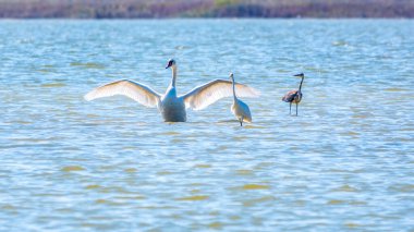 Zarif su kuşları, beyaz kuğu ve gölde yüzen beyaz ve gri balıkçıllar. Dilsiz kuğu, Lat. Cygnus olor ve Small White Heron, lat. Egretta garzetta
