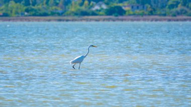 Beyaz balıkçıl gölde duruyor. Küçük balıkçıl, latin. Egretta Garzetta, sığ sulardaki balıklara bakıyor.