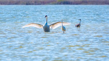 Zarif su kuşları, beyaz kuğu ve gölde yüzen beyaz ve gri balıkçıllar. Dilsiz kuğu, Lat. Cygnus olor ve Small White Heron, lat. Egretta garzetta
