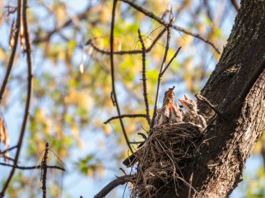 Turdus Pilaris, civcivlerle dolu bir yuvada. Vahşi doğadaki civcivlerle dolu bir alan..