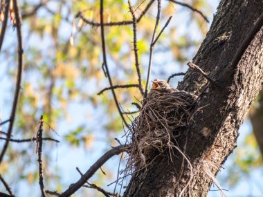 Beş Ardıç Kuşunun sahası, Turdus Pilaris, bir yuvada. Tarla civcivleri vahşi doğada.
