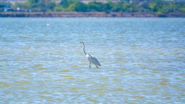 Beyaz balıkçıl gölde duruyor. Küçük balıkçıl, latin. Egretta Garzetta, sığ sulardaki balıklara bakıyor.