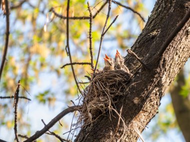 Beş Ardıç Kuşunun sahası, Turdus Pilaris, bir yuvada. Tarla civcivleri vahşi doğada.