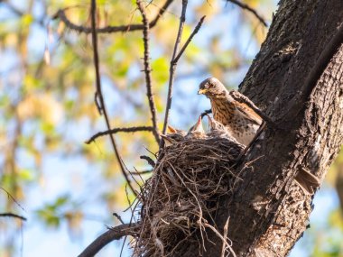 Turdus Pilaris, civcivlerle dolu bir yuvada. Vahşi doğadaki civcivlerle dolu bir alan..