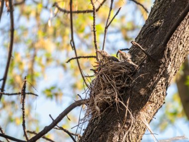 Beş Ardıç Kuşunun sahası, Turdus Pilaris, bir yuvada. Tarla civcivleri vahşi doğada.