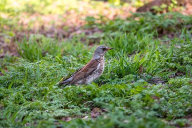 Çimenlikteki ahşap kuş Fieldfare. Fieldfare, Turdus pilaris. Yiyecek toplayan ebeveyn hayvanlara yakın çekim.