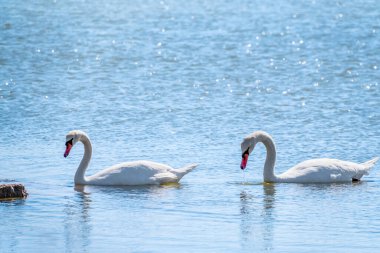 Gölde yüzen iki zarif beyaz kuğu, kıyıya yakın vahşi doğada kuğular. Dilsiz kuğu, Latince adı Cygnus olor.
