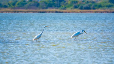 Gölde iki beyaz balıkçıl duruyor. Küçük balıkçıl, latin. Egretta Garzetta, sığ sulardaki balıklara bakıyor.