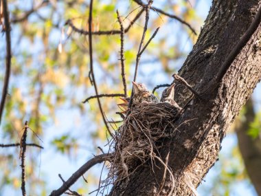 Beş Ardıç Kuşunun sahası, Turdus Pilaris, bir yuvada. Tarla civcivleri vahşi doğada.