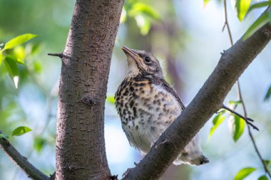 Tarla civcivi Turdus Pilaris yuvadan ayrıldı ve bir dalın üzerinde oturuyor. Sahada oturan bir civciv ağaç dalında ebeveynini bekliyor. Bahar Ormanından vahşi yaşam sahnesi.