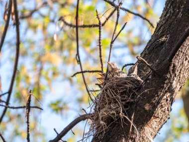 Beş Ardıç Kuşunun sahası, Turdus Pilaris, bir yuvada. Tarla civcivleri vahşi doğada.