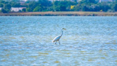 Beyaz balıkçıl gölde duruyor. Küçük balıkçıl, latin. Egretta Garzetta, sığ sulardaki balıklara bakıyor.