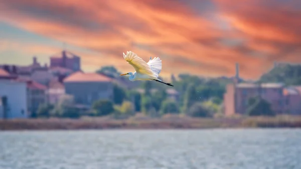 The flight of the little egret in beautiful sunset sky over water. A heron flies over a city pond during an orange-pink sunset. Small White Heron, lat. Egretta garzetta