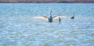 Zarif su kuşları, beyaz kuğu ve gölde yüzen beyaz ve gri balıkçıllar. Dilsiz kuğu, Lat. Cygnus olor ve Small White Heron, lat. Egretta garzetta