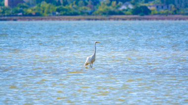 Beyaz balıkçıl gölde duruyor. Küçük balıkçıl, latin. Egretta Garzetta, sığ sulardaki balıklara bakıyor.