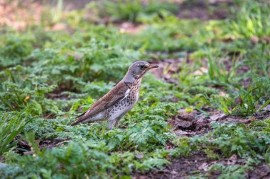 Çimenlikteki ahşap kuş Fieldfare. Fieldfare, Turdus pilaris. Yiyecek toplayan ebeveyn hayvanlara yakın çekim.