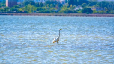 Beyaz balıkçıl gölde duruyor. Küçük balıkçıl, latin. Egretta Garzetta, sığ sulardaki balıklara bakıyor.